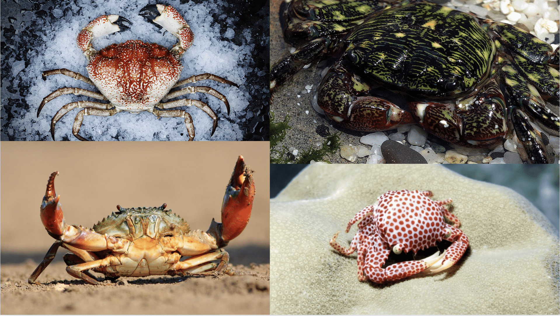 10 different types of crabs