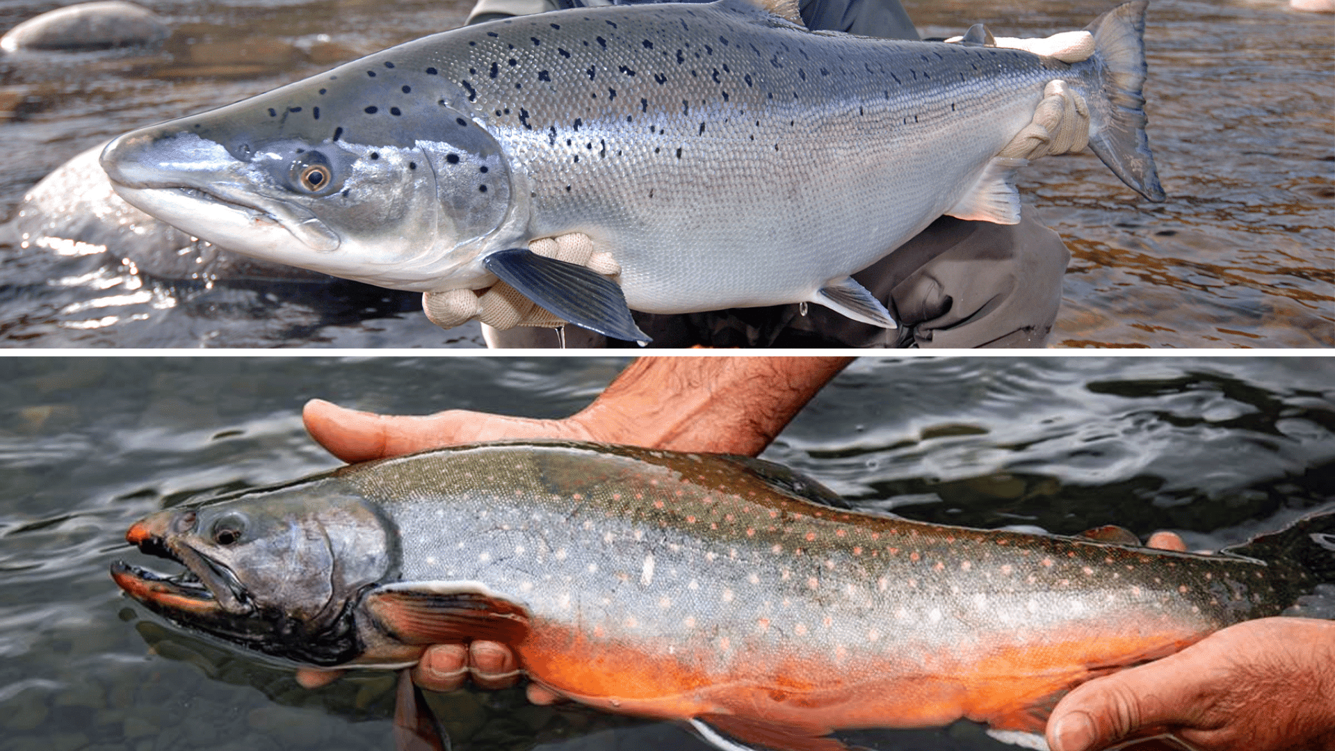 Arctic-Char-vs-Salmon