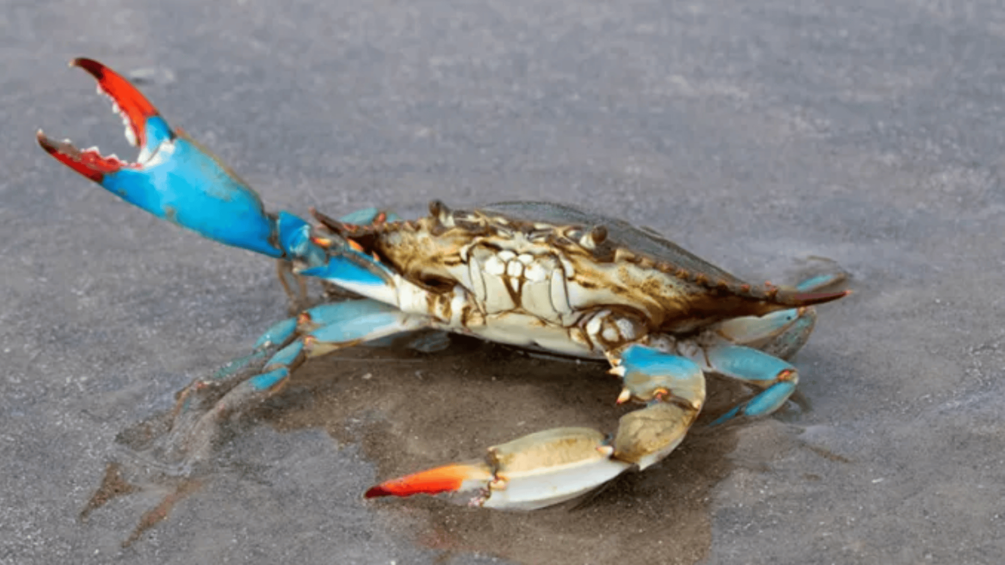 Blue_Crab