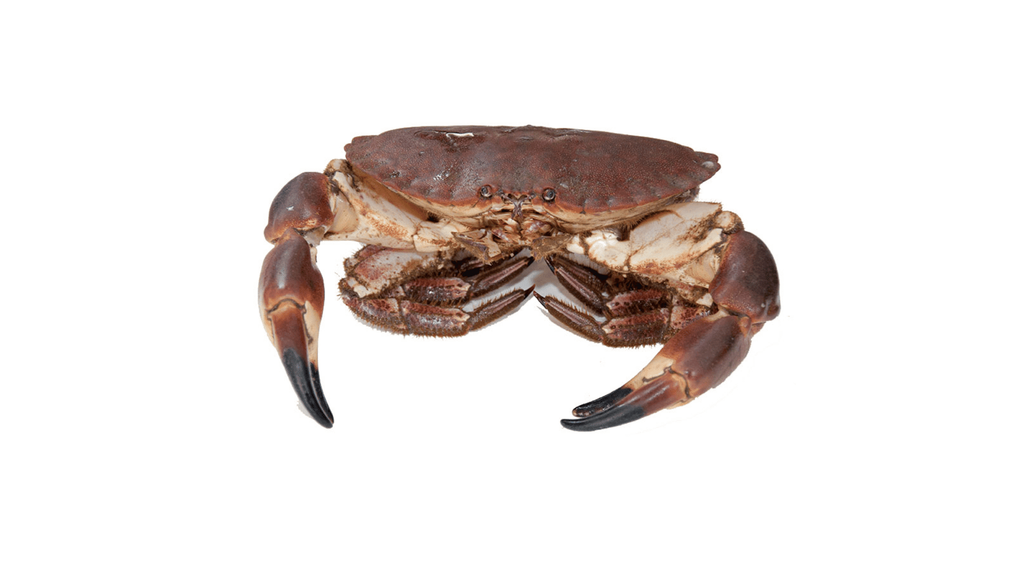 Brown_Crab
