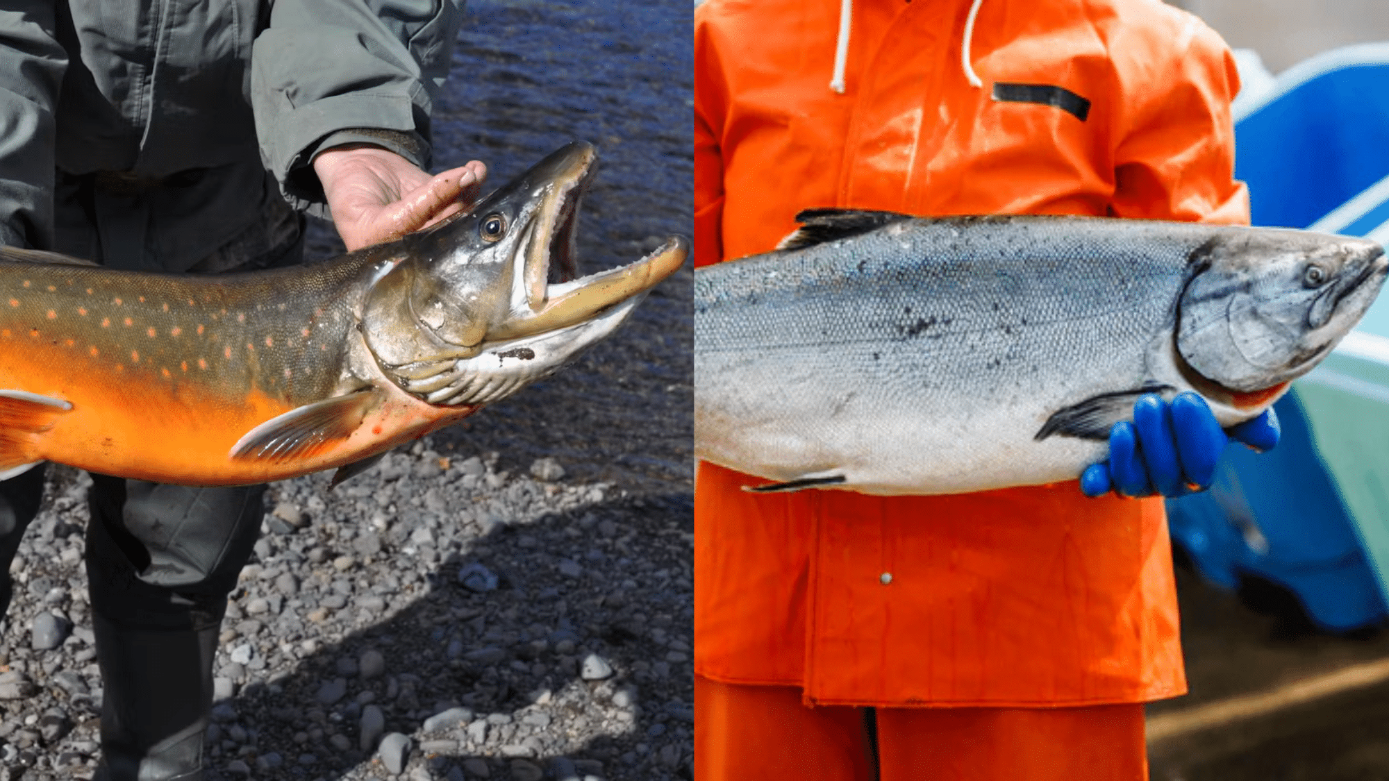 Difference Between the Arctic Char vs Salmon