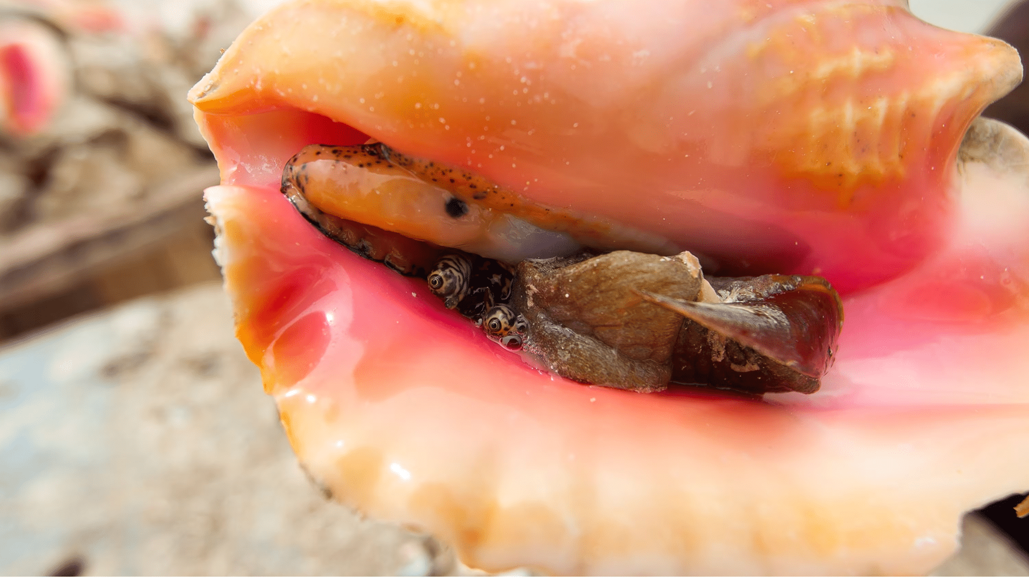 Different Jamaican Conch Recipes You Must Try