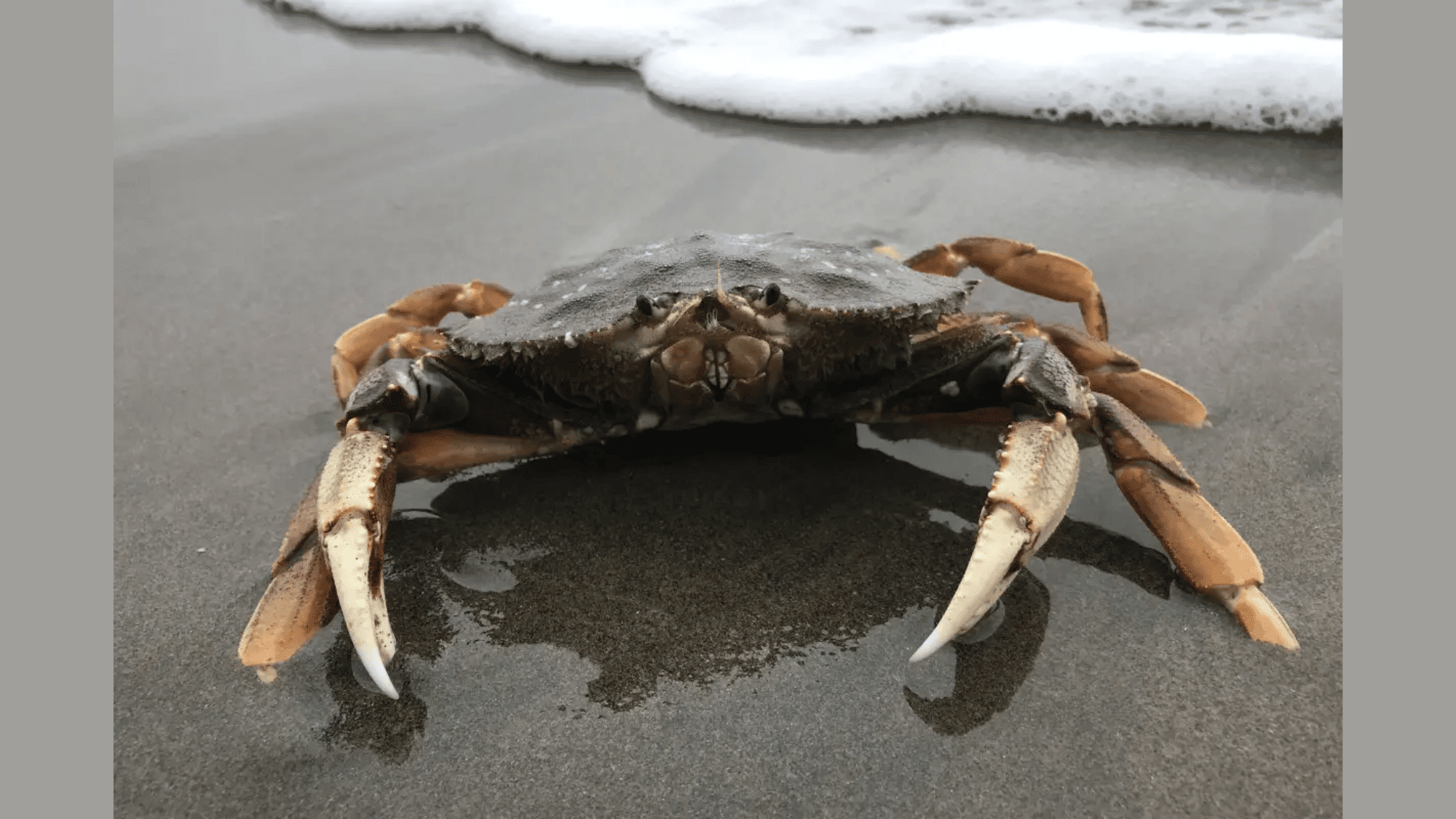 Dungeness_Crab