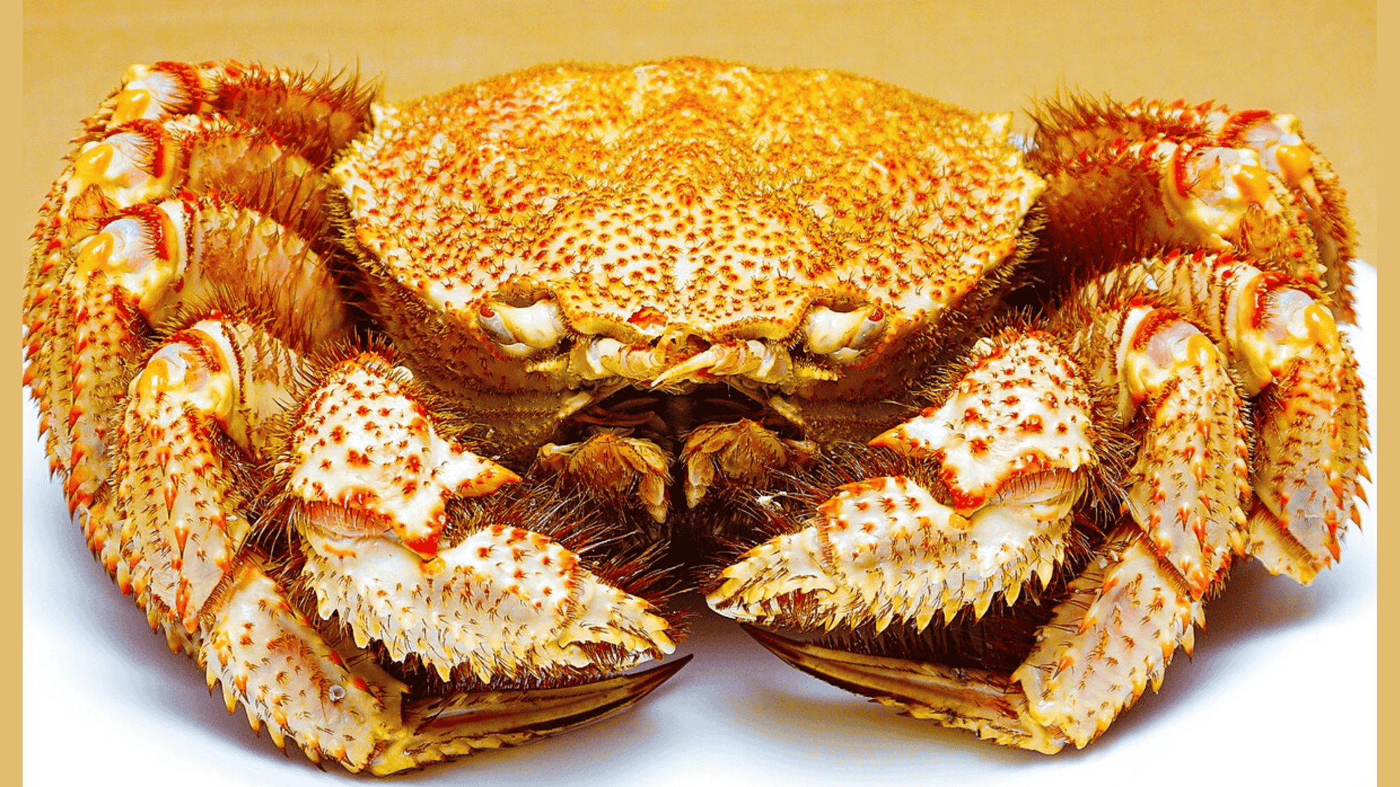 Hairy_Crab_Mitten_Crab