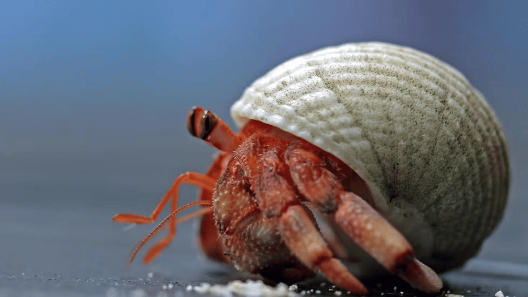 Hermit_Crab