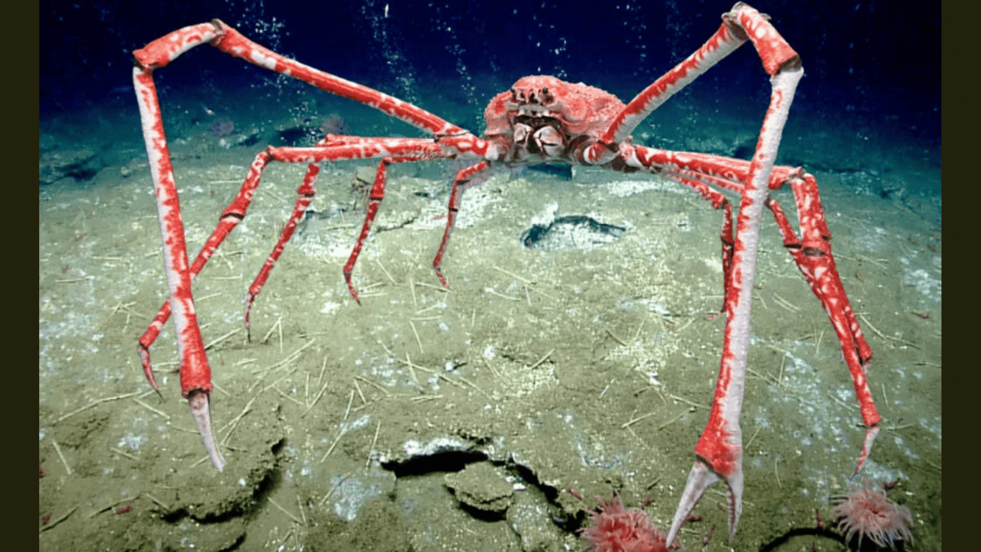 Japanese_Spider_Crab