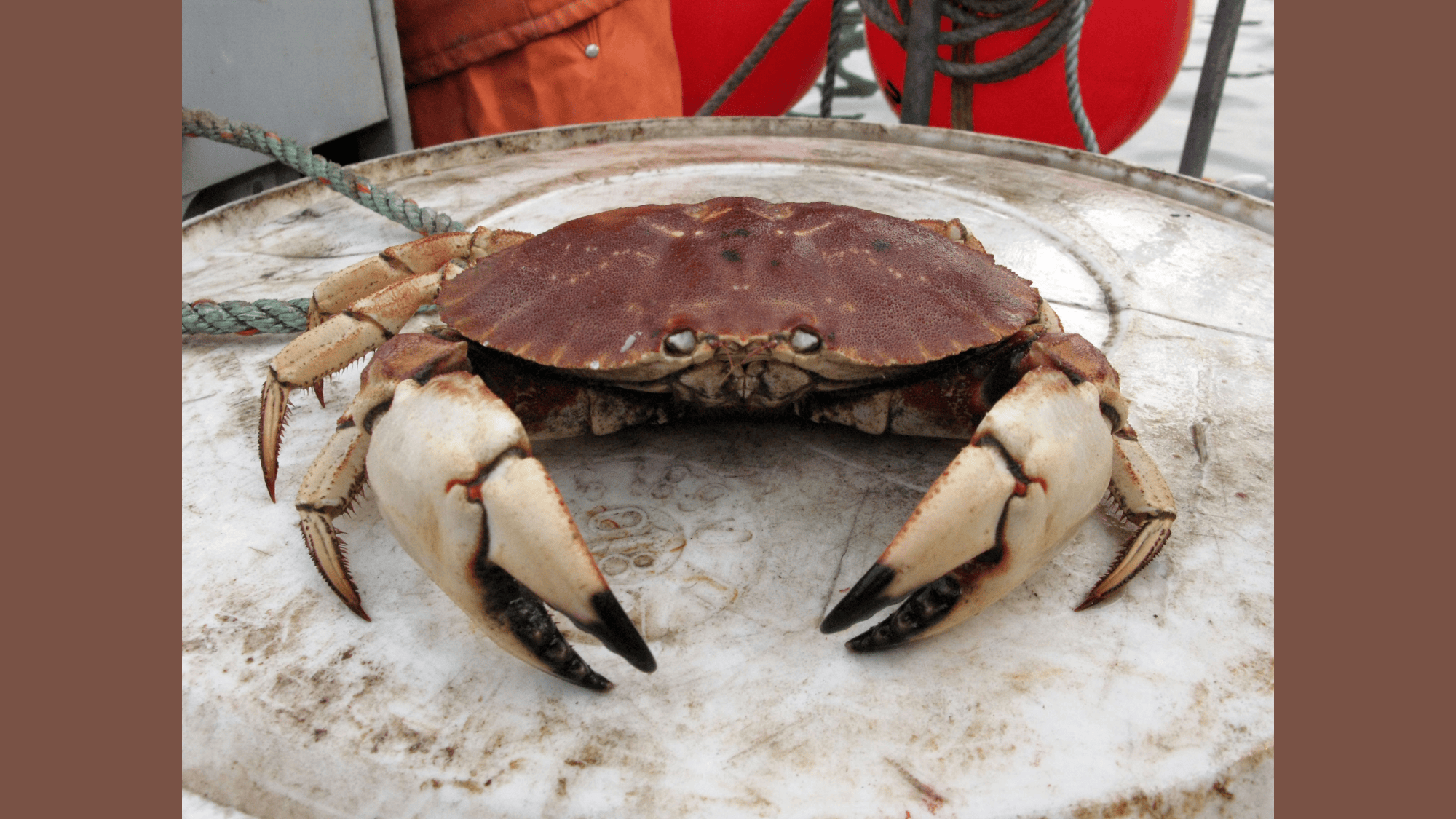 Jonah_Crab