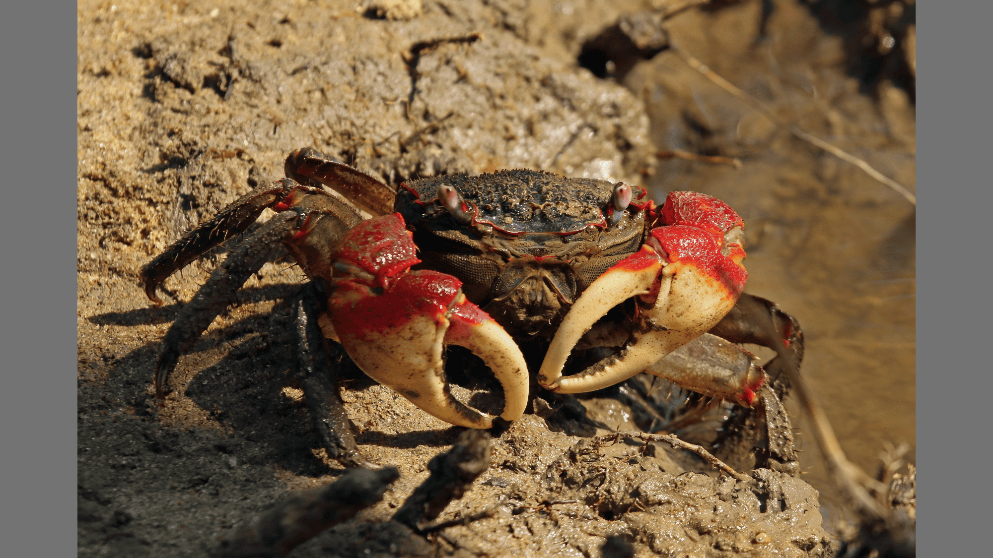 Mangrove_Crab
