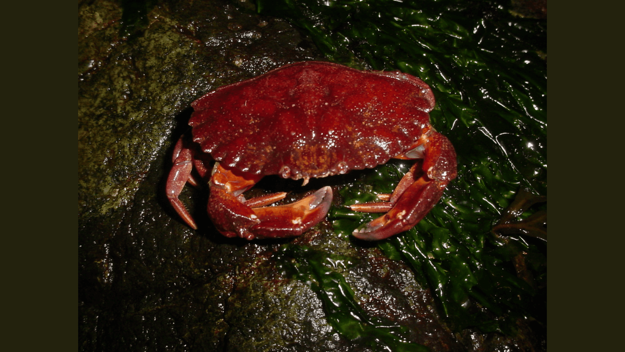 Red_Rock_Crab