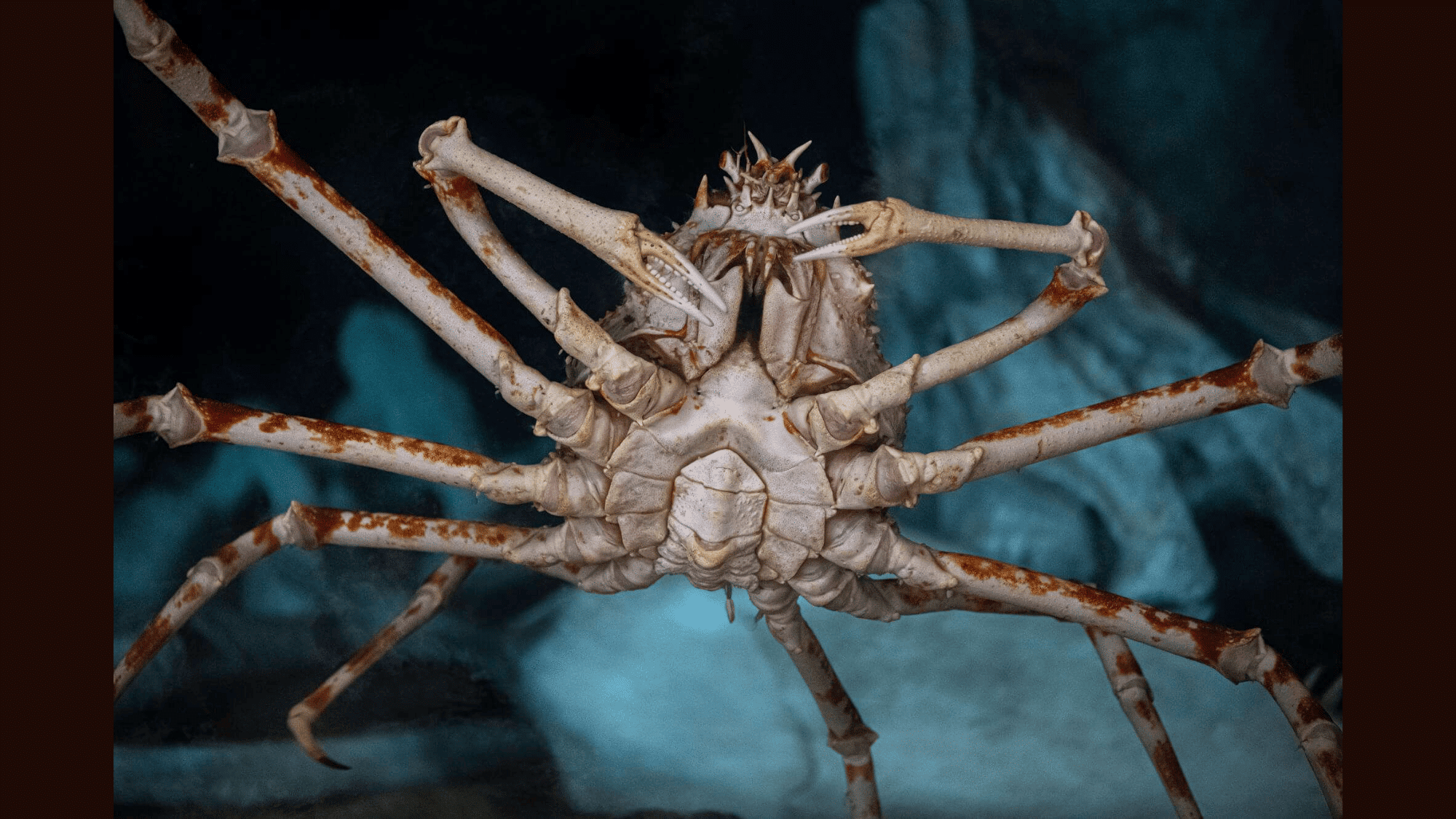 Spider_Crab