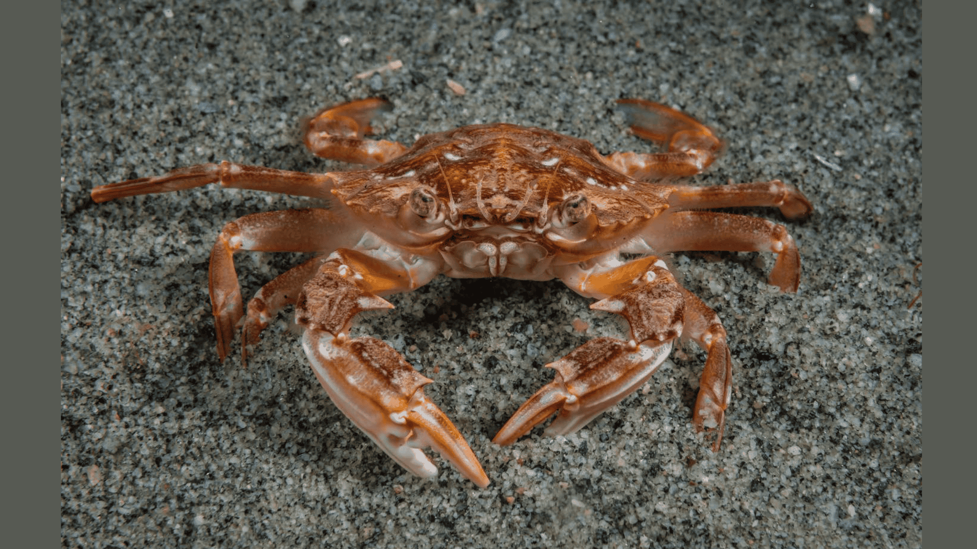 Swimming_Crab