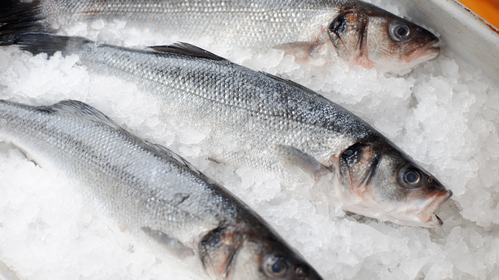 sea bass benefits