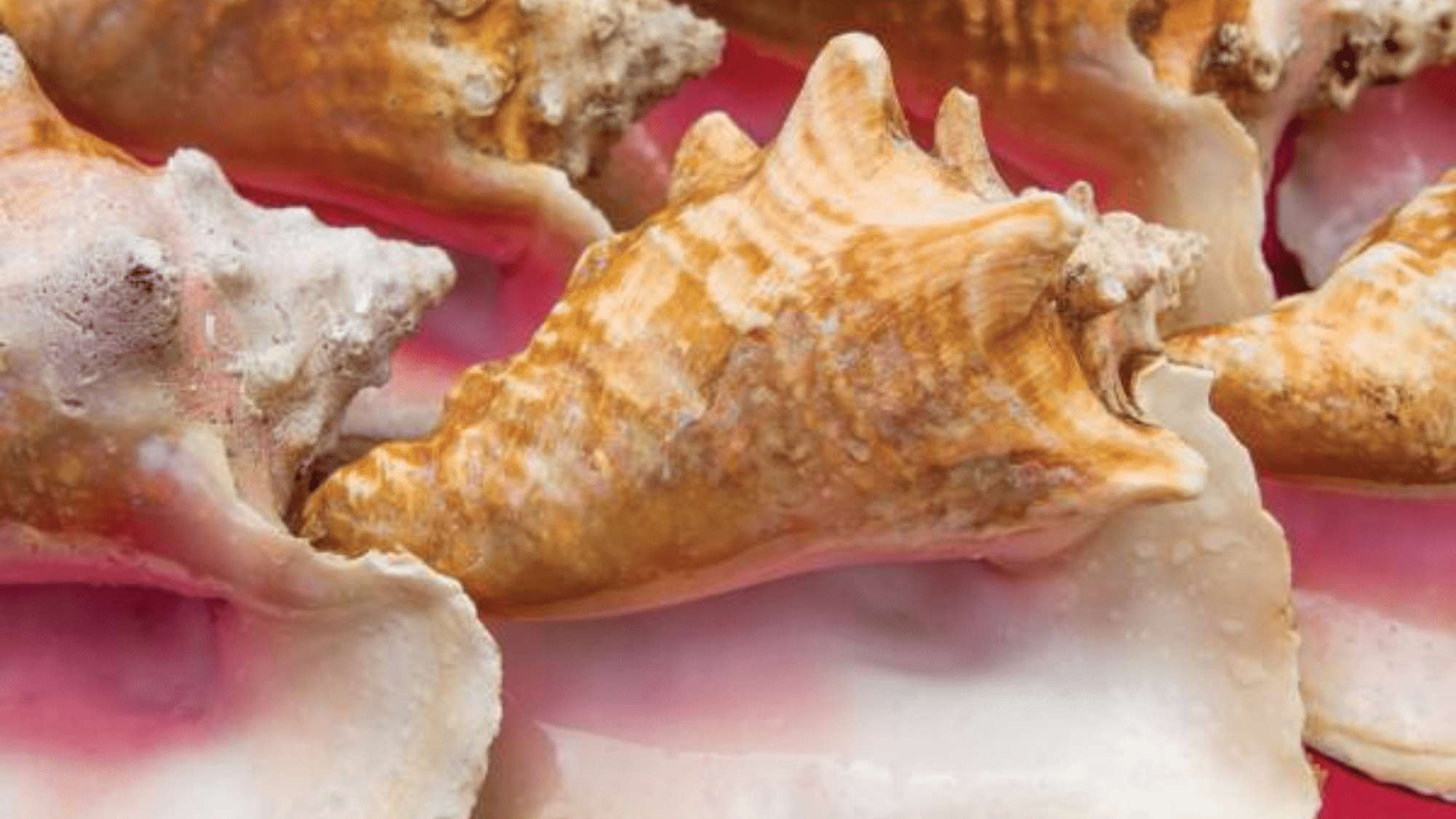zConch