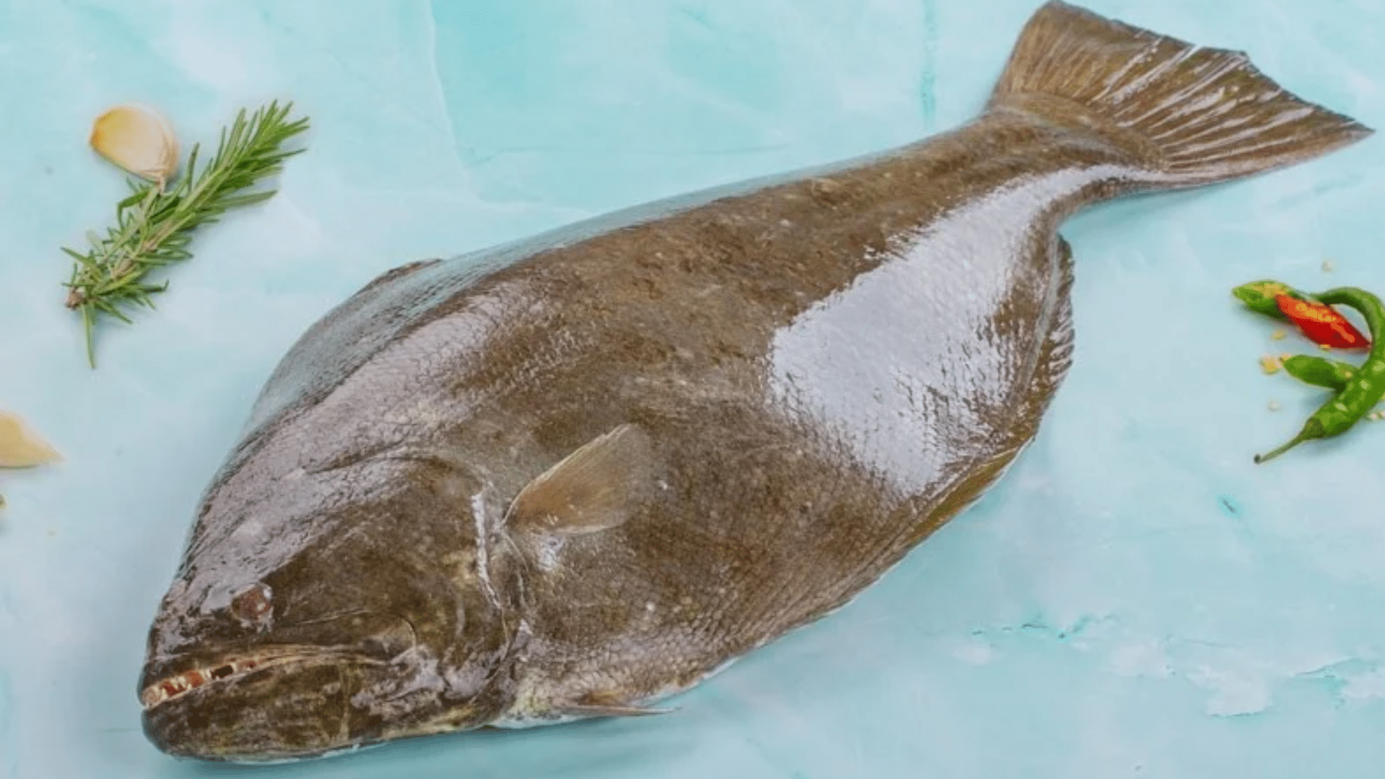 zHalibut