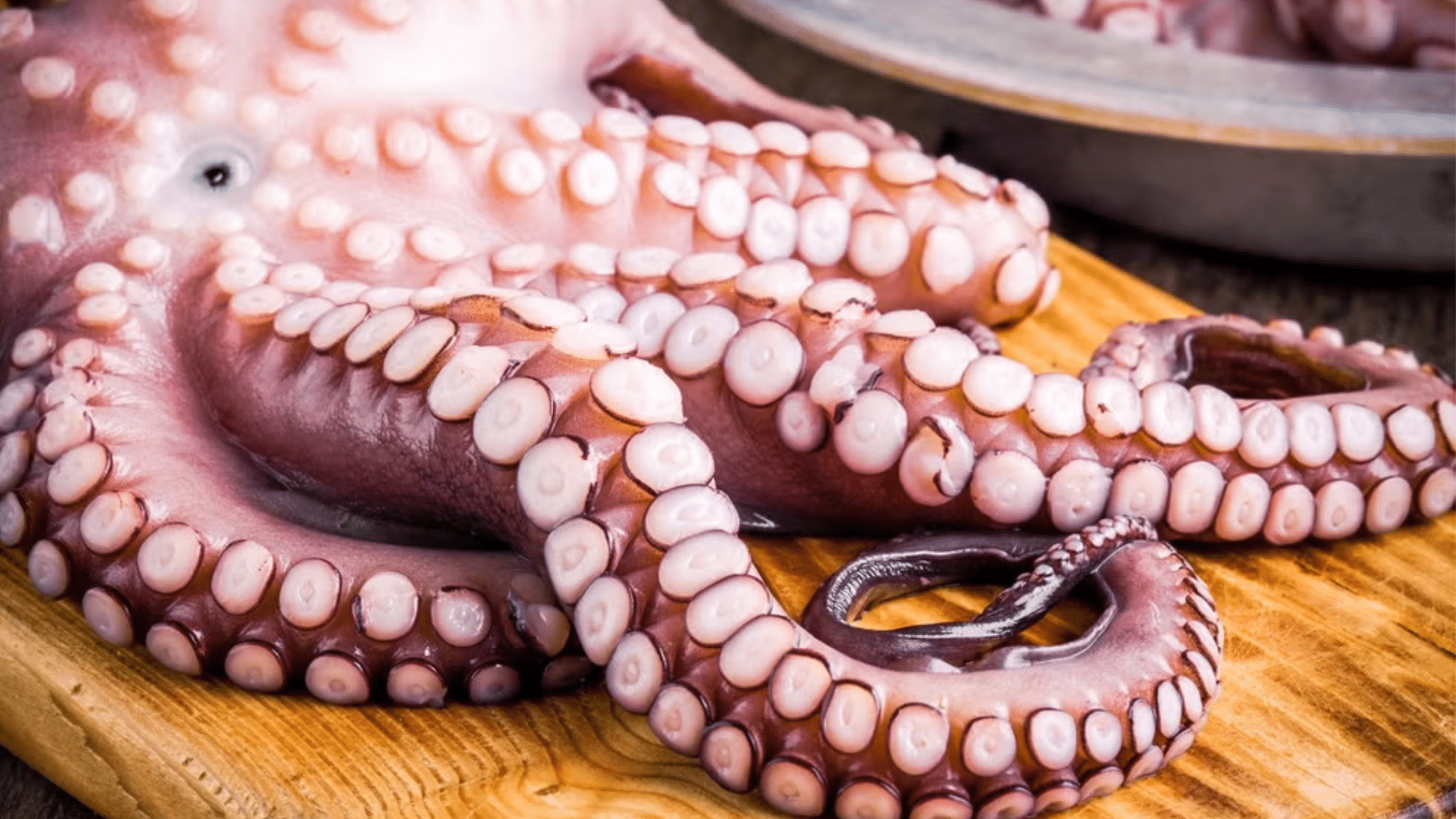 zOctopus