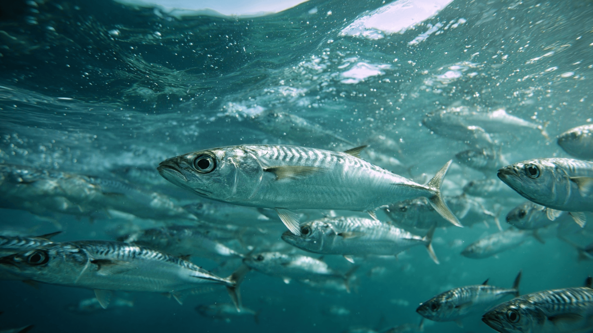 Natural Habitat and Life Cycle of Mackerel Fish